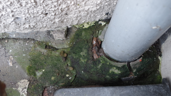 The dampest corner by the toilet stack is super-green!